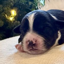 Ash - Black and white male Aussiedoodle puppy in Jackson, Tennessee from Dinah Doodles and Aussies
