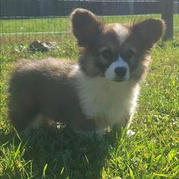 Stetson - Sable male Pembroke Welsh Corgi puppy in Orrtanna, Pennsylvania from Mountain Top Shepherd's