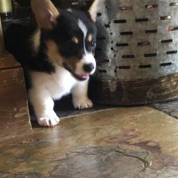 Pembroke Welsh Corgi Puppies from Shabby Chic Corgis