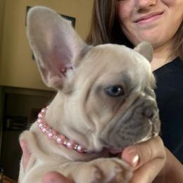 Frappe with OFA parents - Cream female French Bulldog puppy in Billings, Montana from Yellowstone Frenchies