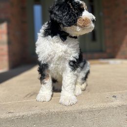 Bernedoodle Puppies from Cairn Ridge Doodles