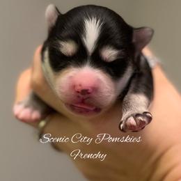 Frenchy - Black and white female Pomsky puppy in Rossville, Georgia from Scenic City Pomskies