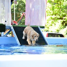 Golden Retriever Puppies from Little Bitta Luck Farms