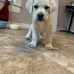 Labrador Retriever Puppies from Cactus Rose Labradors