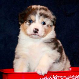 Australian Shepherd Puppies from Bright Eyes Aussies