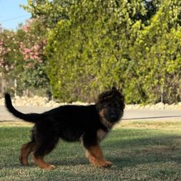 AKC Orange Girl - Black and red female German Shepherd puppy in Bakersfield, California from Aguirre Farm