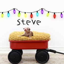 Steve - Apricot male Goldendoodle puppy in Spanish Fork, Utah from Oodles of Floofy Doodles
