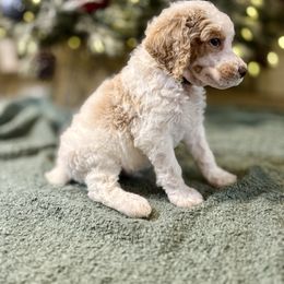 Yellow - Parti male Poodle puppy in Vidor, Texas from East Bunch Poodles