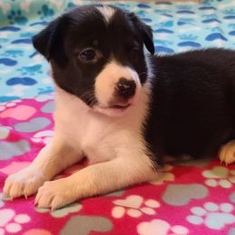 Border Collie Puppies from Sherry's Border Collies