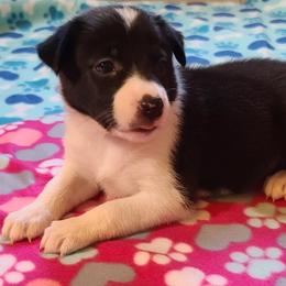 Border Collie Puppies from Sherry's Border Collies