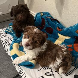 Red and White Male - Red male Havanese puppy in Monahans, Texas from Homeward Havanese, LLC