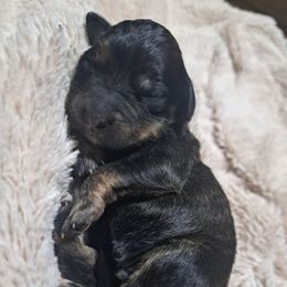 Aster - Chocolate merle male Bernedoodle puppy in Lafayette, Alabama from Williams Lake Doodles