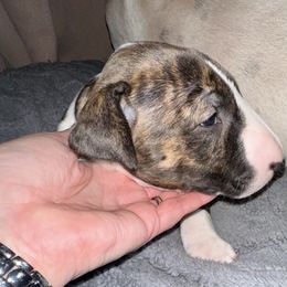 Merry - Brindle and white female Bull Terrier puppy in Springfield, Ohio from Lynn Hill Bull Terriers