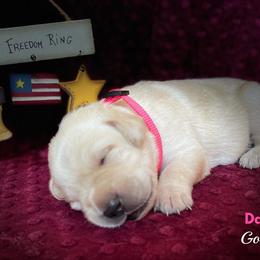 Labrador Retriever Puppies from Gochee Labs
