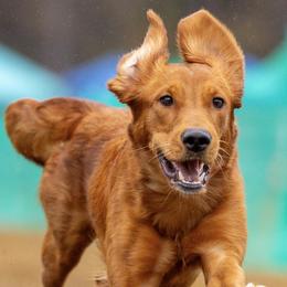 Golden Retrievers from Ivy League Golden Retrievers