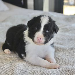 Danny - Black and white male Border Collie puppy in Hesperus, Colorado from I&A Border Collies