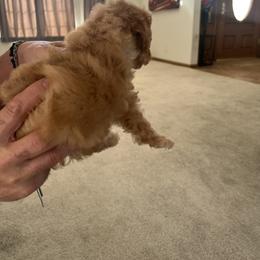 Poodle Puppies from ItalianToyPoodles