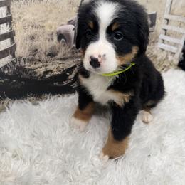 Yellow - Black rust and white female Bernese Mountain Dog puppy in Harrisburg, North Carolina from Bunn Ranch Goldens & Bernese