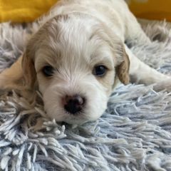 Cavachon Puppies from Brooke Erhard