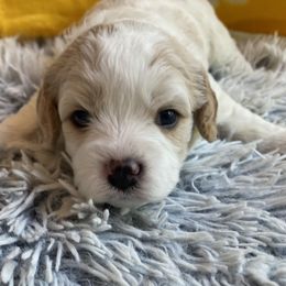 Cavachon Puppies from Brooke Erhard