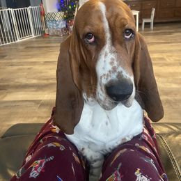 Basset Hound puppies from Bolderosa Bassets