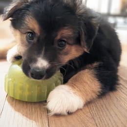 Aussiedoodle, Australian Shepherd, and Golden Retriever Puppies from Hope & Joy Acres