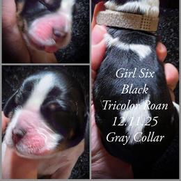 Girl 6 - Black white and tan female English Springer Spaniel puppy in Silverdale, Washington from TimberVale Springers