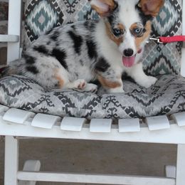 Girl 5 - Blue merle and white female American Corgi puppy in Saucier, Mississippi from Southern Tastes American Corgis