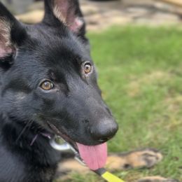German Shepherd Puppies from Paws Of Germany