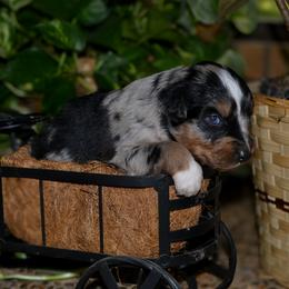 Tess - Blue merle female Australian Shepherd puppy in Marshall, Texas from Flying S Aussies
