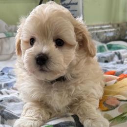 Lucas - Apricot male Maltipoo puppy in Colonial Beach, Virginia from BeachRidge Pups