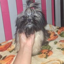 Boy 3 - Black male Shih Tzu puppy in Birmingham, Alabama from K&D kennels