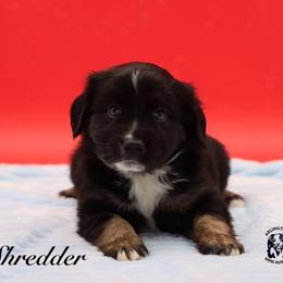 Eeyore - Black tri male Miniature Australian Shepherd puppy in Weeki Wachee, Florida from Arlington's Mini Aussies