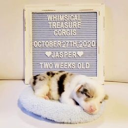 American Corgi and Pembroke Welsh Corgi Puppies from Whimsical Treasure Corgis