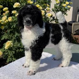 Daisy - Parti female Poodle puppy in Roseville, California from Aura & Luxe Poodles