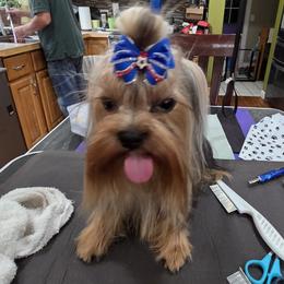 Flash - Yorkshire Terrier