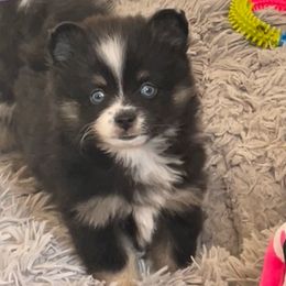Eurydice - Black and white female Pomsky puppy in Cottrellville, Michigan from My Half Pint Pups