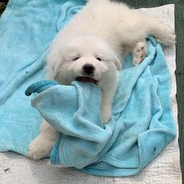 Great Pyrenees Puppies from Dancing Cloud Great Pyrenees