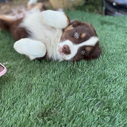 Boy 2 - Red tri-color male Australian Shepherd puppy in San Bernardino, California from Zermeno Ranch