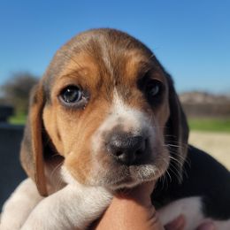 Beagle Puppies from Vega Valley Beagles