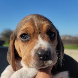 Beagle Puppies from Vega Valley Beagles