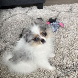 Pomeranian Puppies from Candy Shop Poms