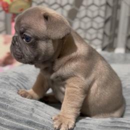Neru - Blue fawn male French Bulldog puppy in Miami, Florida from Oceanside French Bulldogs