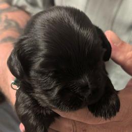 Michael - Black male Lhasa Apso puppy in Fort Worth, Texas from Cynthia's Lhasa Apsos