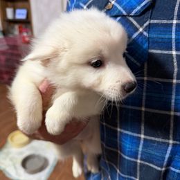 Pink collar - White female American Eskimo Dog puppy in Port Clinton, Pennsylvania from Angelfrost American Eskimo puppies