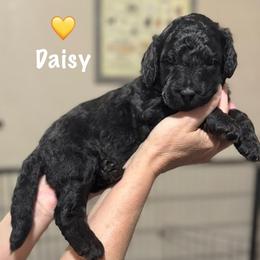 Daisy-White - Black female Goldendoodle puppy in Bay City, Texas from Charming Doods