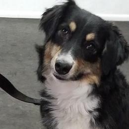 JoJo - Miniature Australian Shepherd