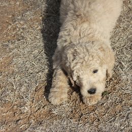 Goldendoodle and Yorkshire Terrier Puppies from Dirty Dogs Pups