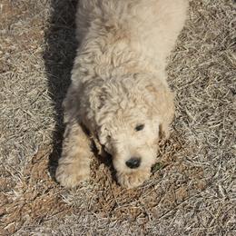 Goldendoodle and Yorkshire Terrier Puppies from Dirty Dogs Pups