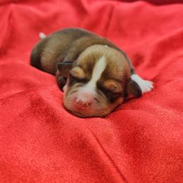 Bear Jr - Sable male Pembroke Welsh Corgi puppy in Washington from Castle View Royal Rumps